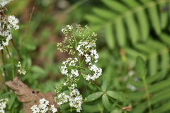 Galium broterianum