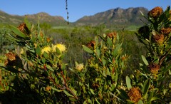 Leucadendron glaberrimum erubescens