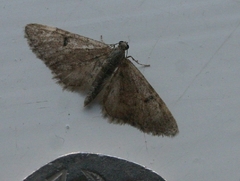 Eupithecia indigata