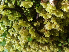 Trichocolea mollissima