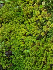 Trichocolea mollissima