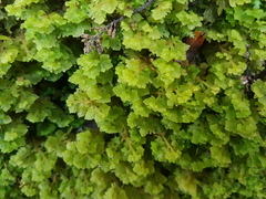 Trichocolea mollissima