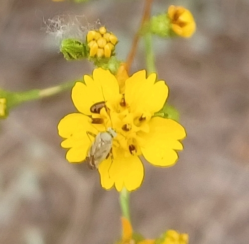 Broken-backed Bug from Turtle Rock, Irvine, CA, USA on June 11, 2025 at ...