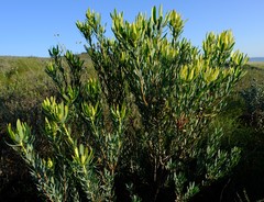 Leucadendron foedum