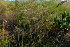 Restio gaudichaudianus