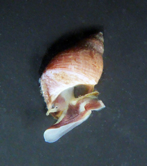 Littorinoidea
