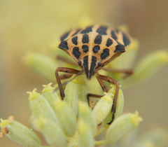 Graphosoma interruptum