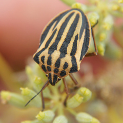 Graphosoma interruptum