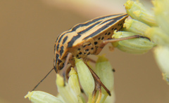 Graphosoma interruptum