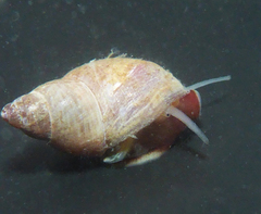 Littorinoidea