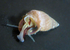 Littorinoidea