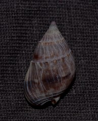 Nassarius gaudiosus