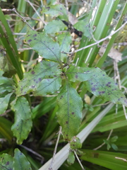Coprosma tenuifolia