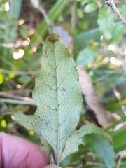 Coprosma tenuifolia