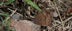 Pindis squamistriga