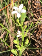 Philotheca queenslandica