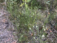 Philotheca queenslandica