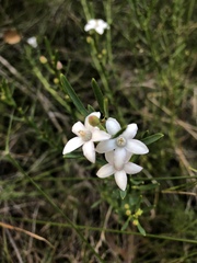 Philotheca queenslandica