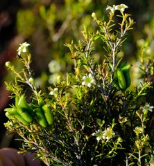Diosma pedicellata