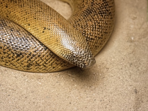 Photo of a Sistan Sand Boa (Eryx sistanensis)