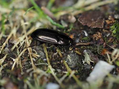 Käfer
