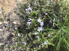 Clinopodium talladeganum
