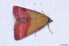 Phytometra viridaria