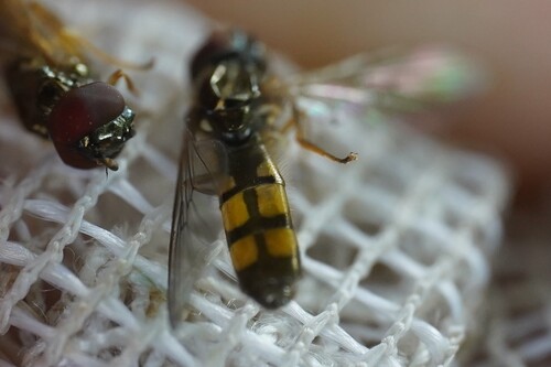 Variable Duskyface Fly, 6255 Noorbeek, Netherlands, photo 8 of 10