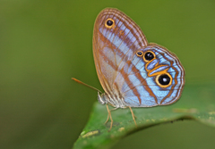 Chloreuptychia chlorimene