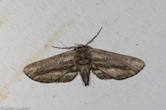 Holochroa dissociarius