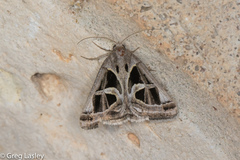 Callistege intercalaris