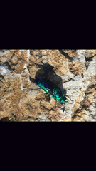 Chrysis angolensis