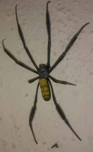 Hairy Golden Orb-weaving Spider