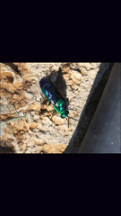 Chrysis angolensis