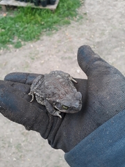 Rhinella arenarum