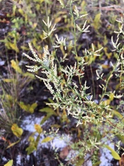 Polygonella polygama