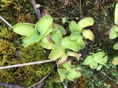 Pinguicula hirtiflora