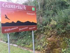 Pinguicula hirtiflora