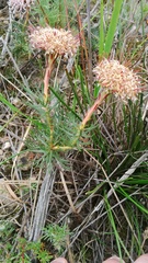 Serruria pinnata