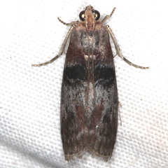 Sciota subcaesiella
