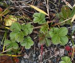 Potentilla stolonifera