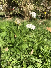 Achillea millefolium
