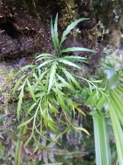Asplenium flaccidum flaccidum