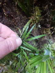 Asplenium flaccidum flaccidum