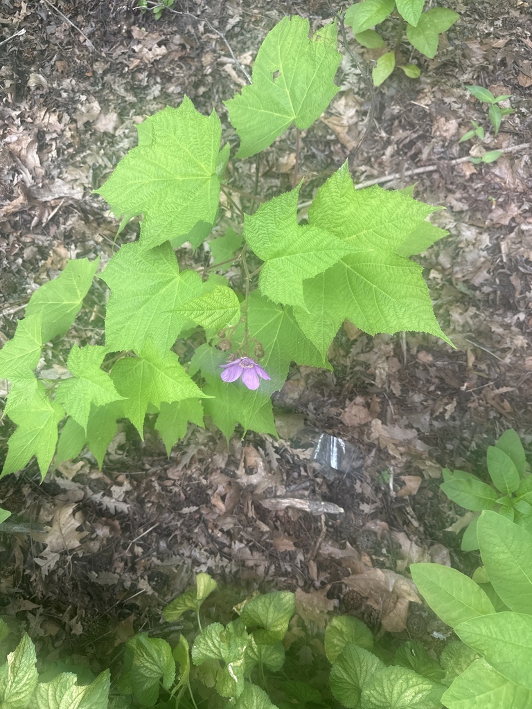 purple-flowered raspberry from Central Park, New York, NY, US on June ...