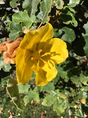 Fremontodendron
