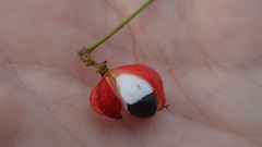 Paullinia trigonia