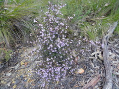 Boronia edwardsii