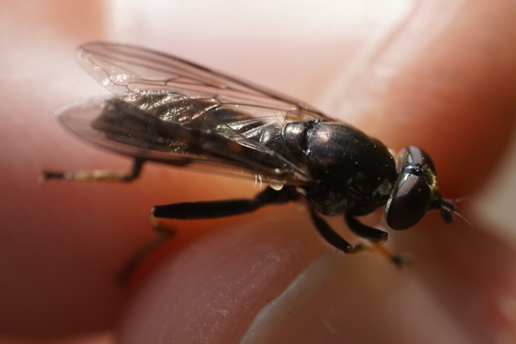 Xylota meigeniana