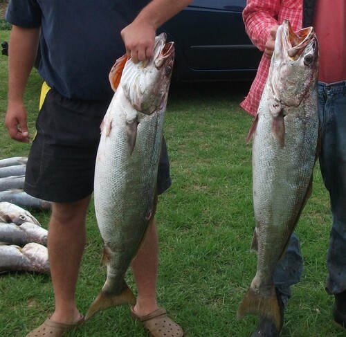 Geelbek croaker (Atractoscion aequidens) — Sciaenidae — 5